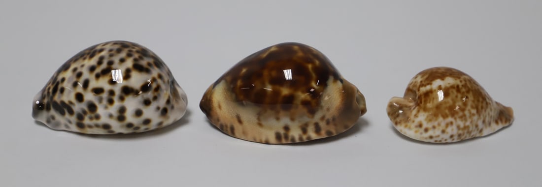 Cowrie Shells (1 of 4)