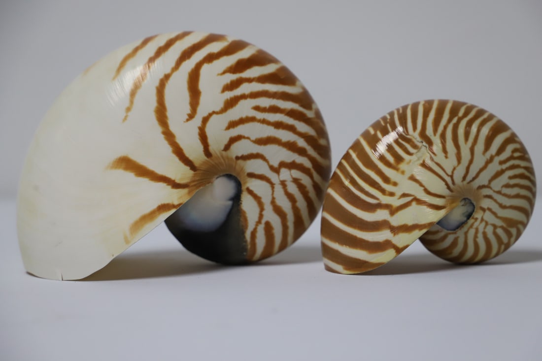 Nautilus Shells (1 of 4)