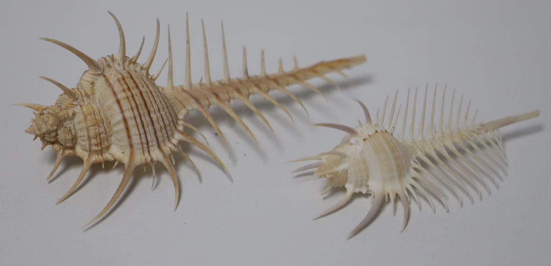 Murex Shells (1 of 3)