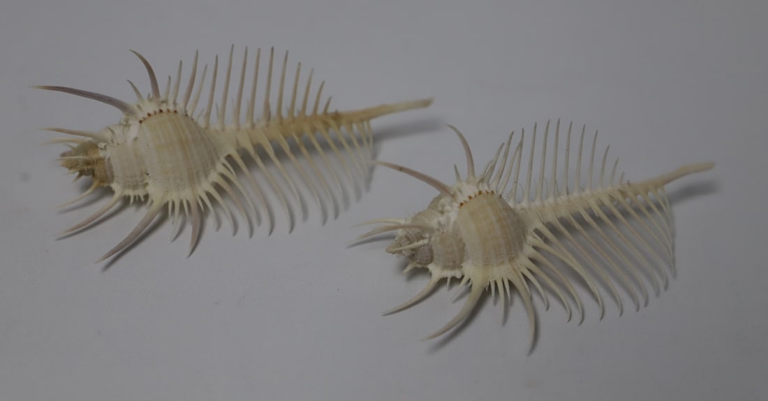 Murex Shells (1 of 3)