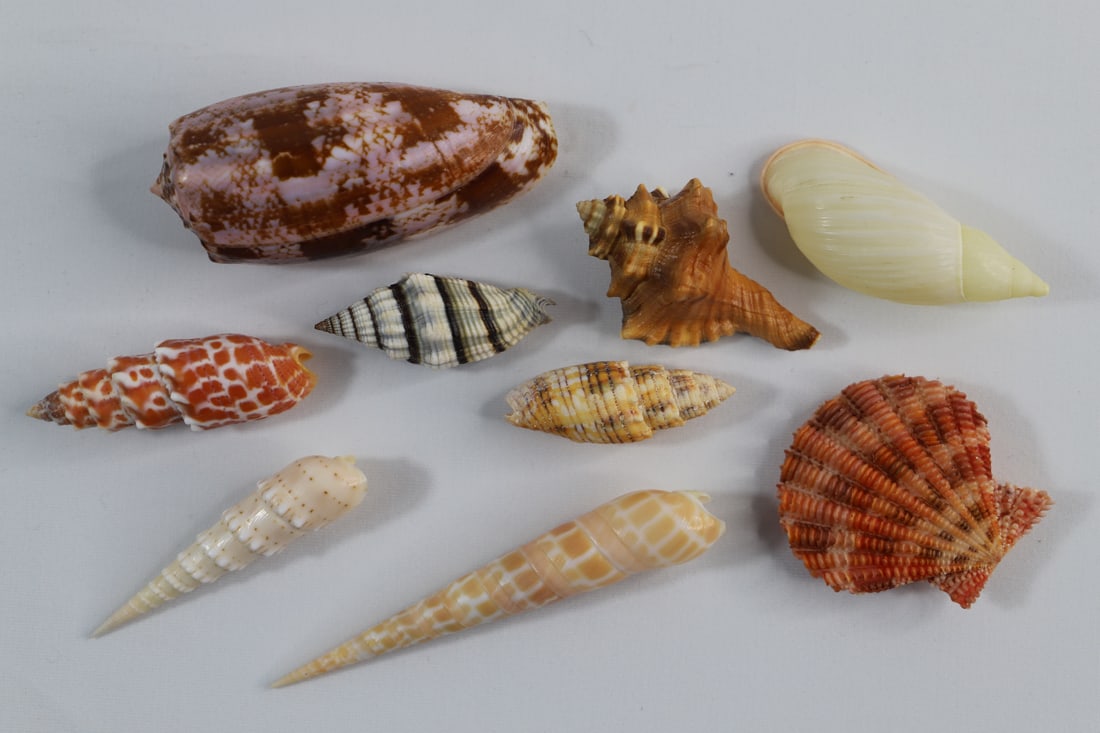 Seashell Specimens (1 of 5)