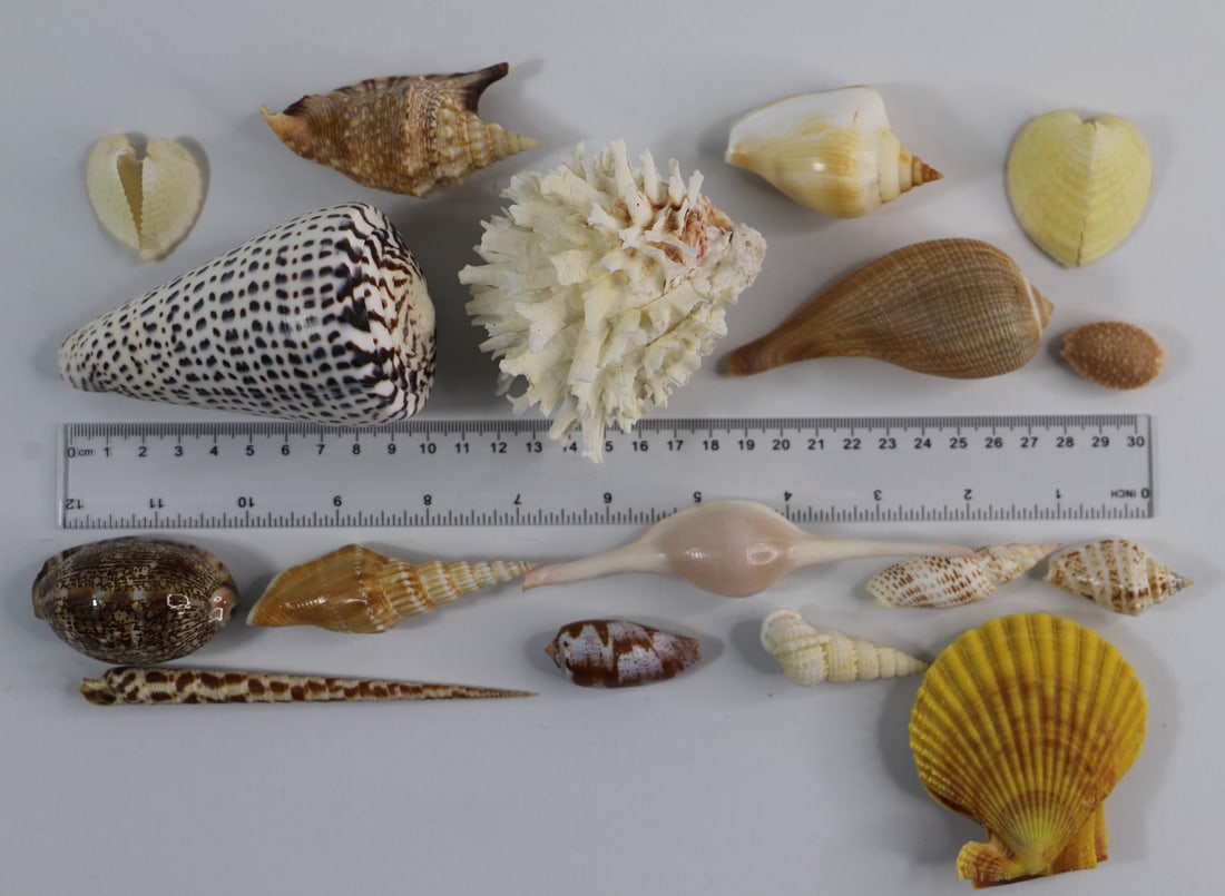 Seashell Specimens (1 of 3)