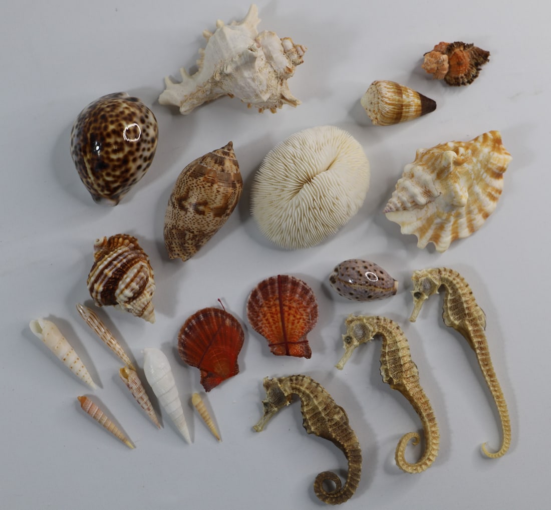 Seashell Specimens (1 of 6)