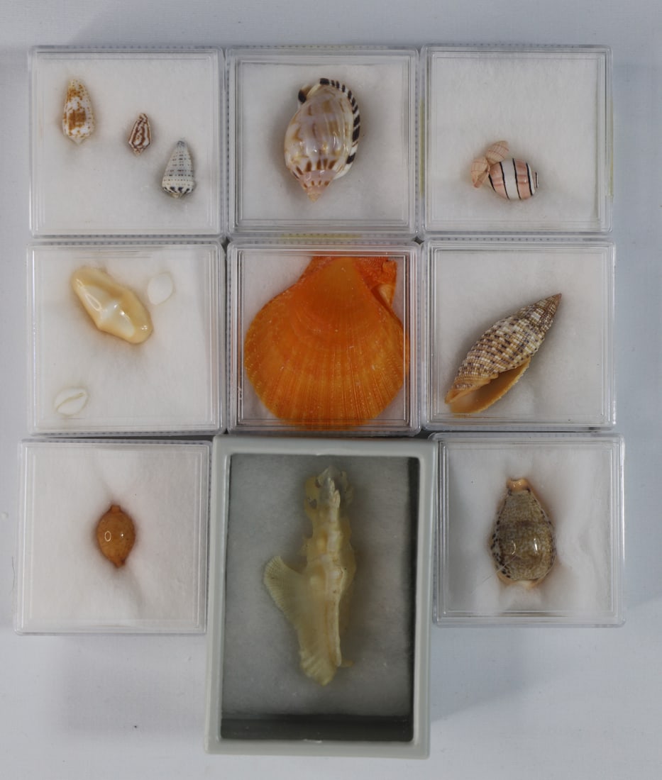 Seashell Specimens (1 of 4)