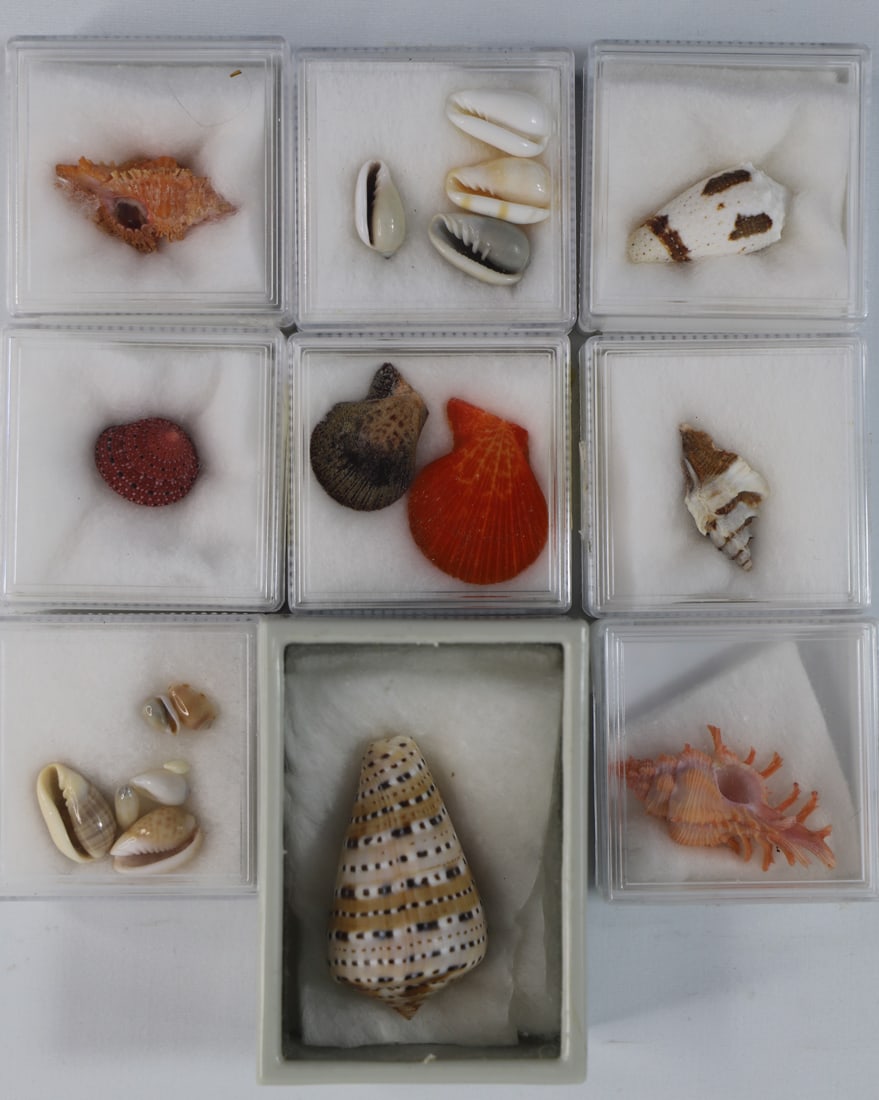 Seashell Specimens (1 of 5)