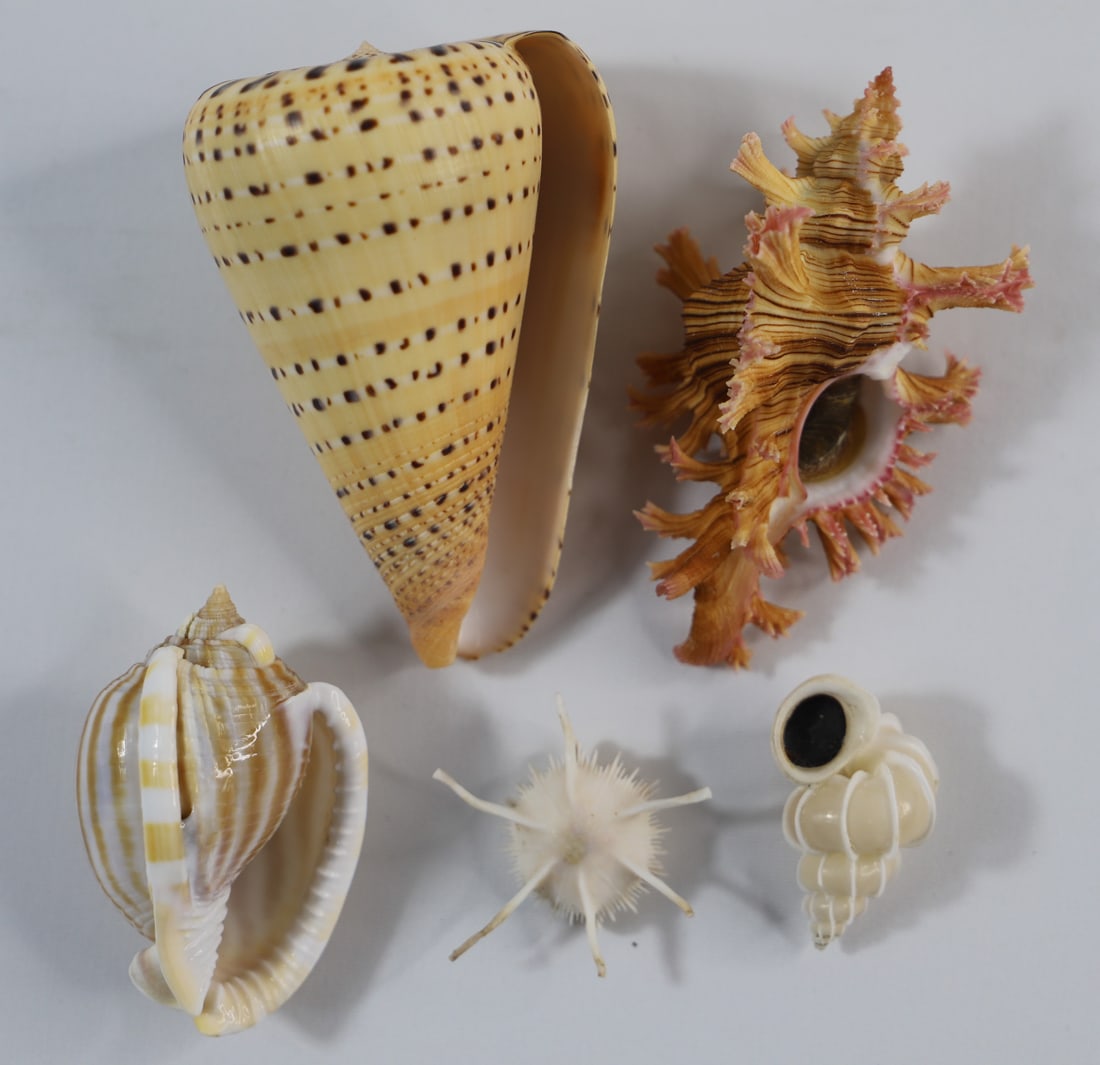 Seashell Specimens (1 of 4)
