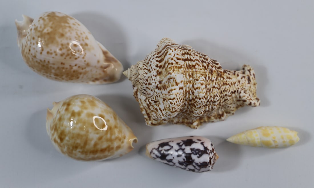 Seashell Specimens: Five seashell specimens; Includes cowries, cone and miter shells; From the private collection of a U.S. military officer stationed in the Pacific, circa 1960-1980. See photos for size reference