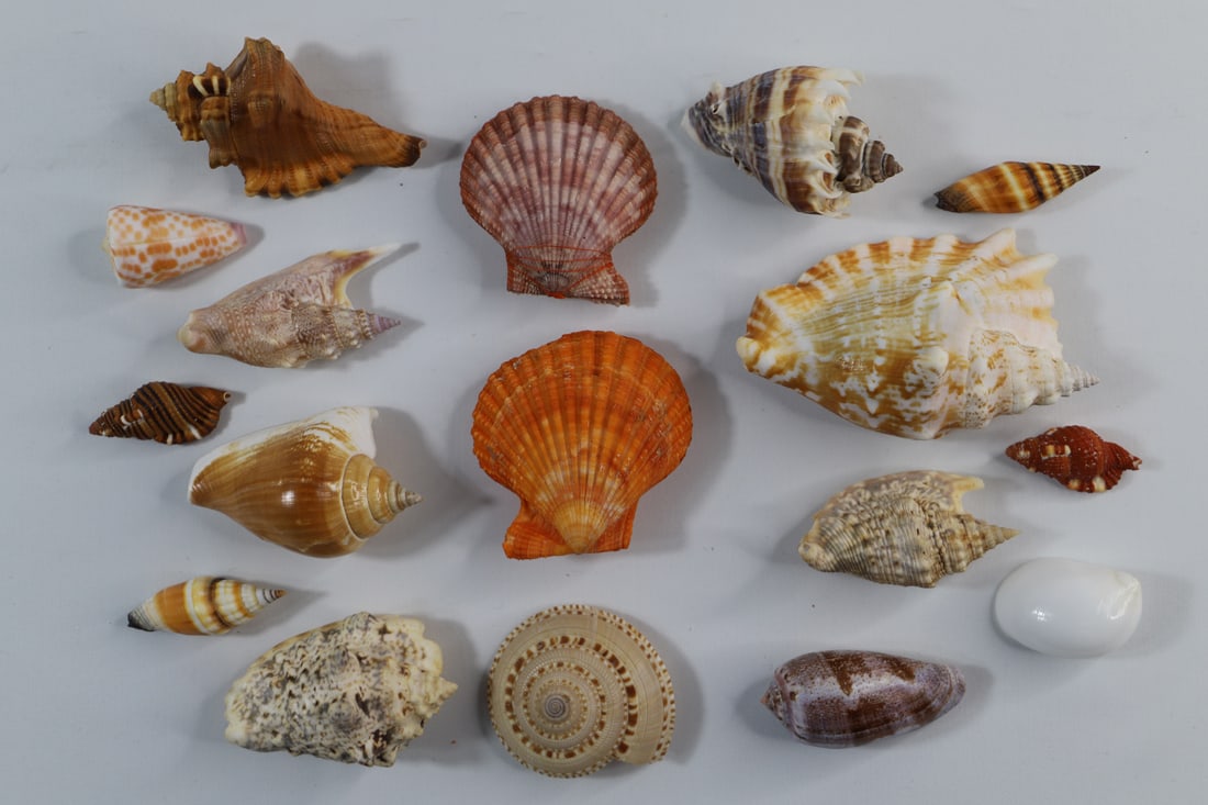 Seashell Specimens (1 of 4)