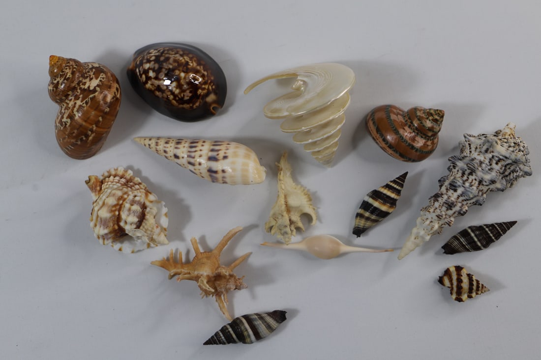 Seashell Specimens (1 of 5)