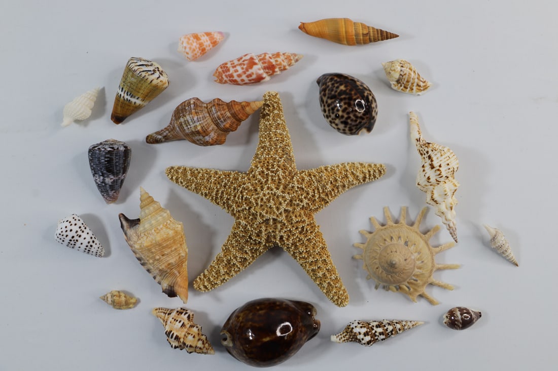 Seashell Specimens, Starfish (1 of 3)