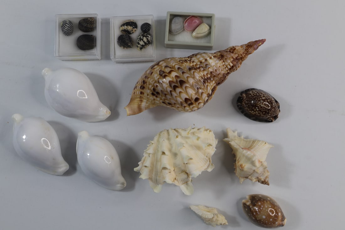 Seashell Specimens (1 of 4)