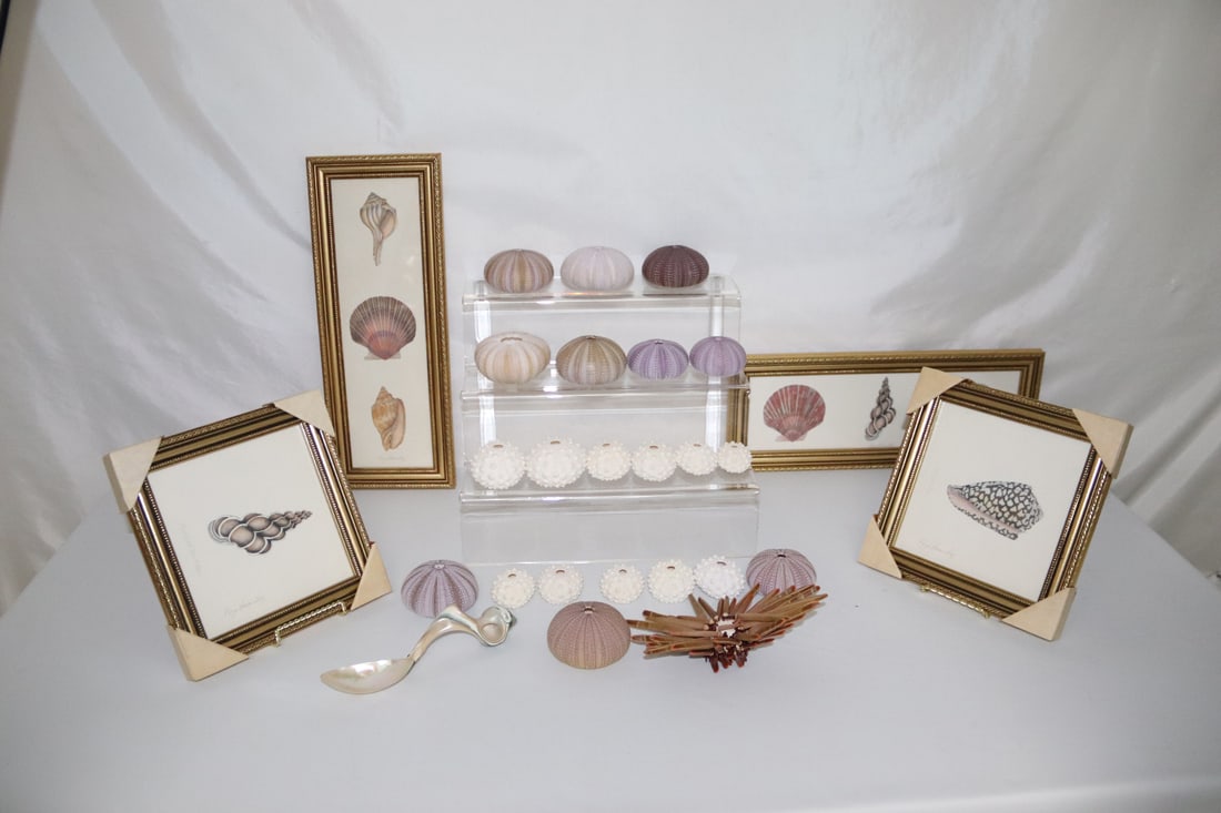 Karya Gray, Framed Art, Seashell Specimens (1 of 4)