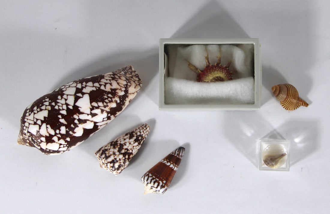 Seashell Specimens: Assortment of seashells; One identified as Angaira speherula cebu in plastic case; From the private collection of a U.S. military officer stationed in the Pacific from circa 1960-1980. See photos for 