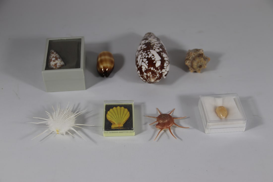 Seashell Specimens (1 of 4)