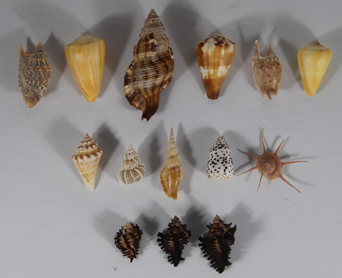 Seashell Specimens (1 of 4)