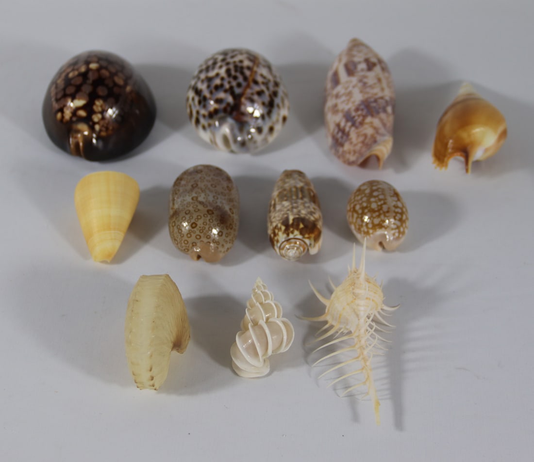Seashell Specimens (1 of 2)