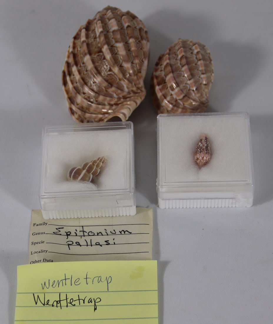 Seashell Specimens: Collection of seashells including harpa and wentletrap epitonium; From the private collection of a U.S. military officer stationed in the Pacific from circa 1960-1980. See photos for size reference