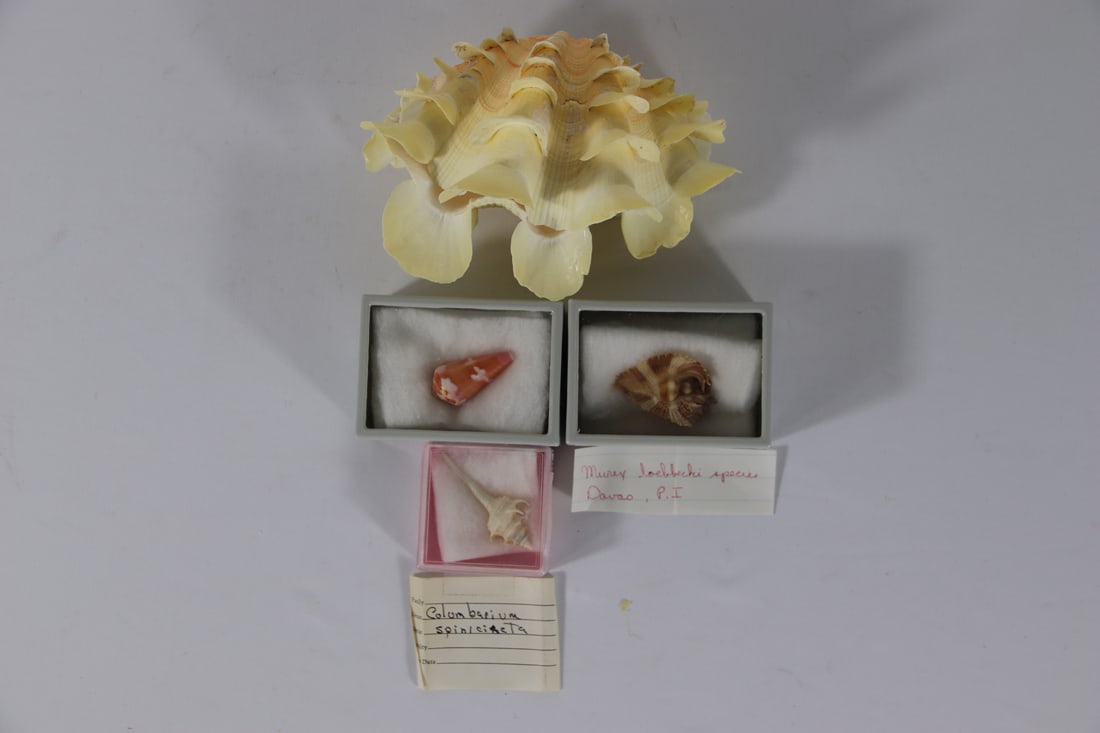 Seashell Specimens (1 of 3)