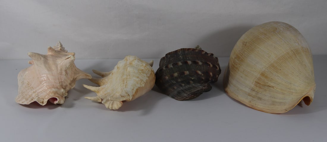Seashell Specimens (1 of 4)
