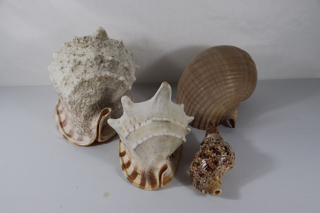 Seashell Specimens: Four larger seashells; From the private collection of a U.S. military officer stationed in the Pacific from circa 1960-1980. See photos for size reference