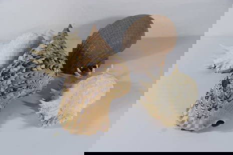 Seashell Specimens
