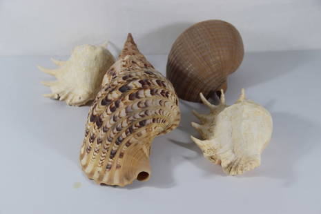 Seashell Specimens: Four larger seashells including a Pacific triton shell; From the private collection of a U.S. military officer stationed in the Pacific from circa 1960-1980. See photos for size reference