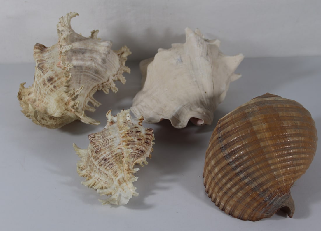 Seashell Specimens: Four larger seashells; From the private collection of a U.S. military officer stationed in the Pacific from circa 1960-1980. See photos for size reference
