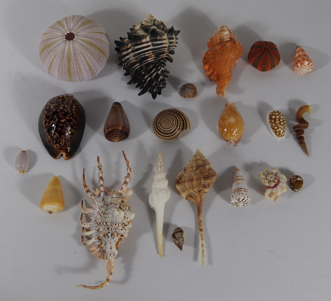Seashell Specimens (1 of 3)