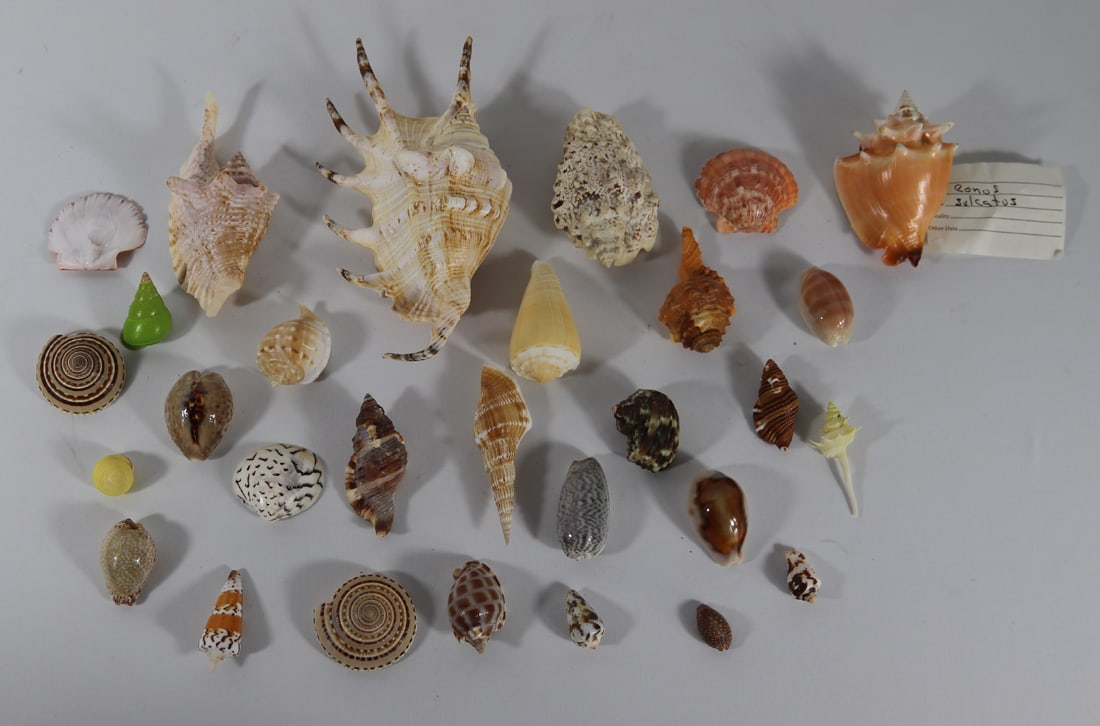 Seashell Specimens (1 of 4)