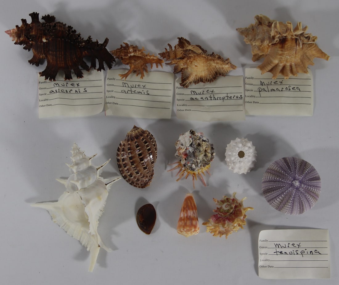 Seashell Specimens (1 of 4)