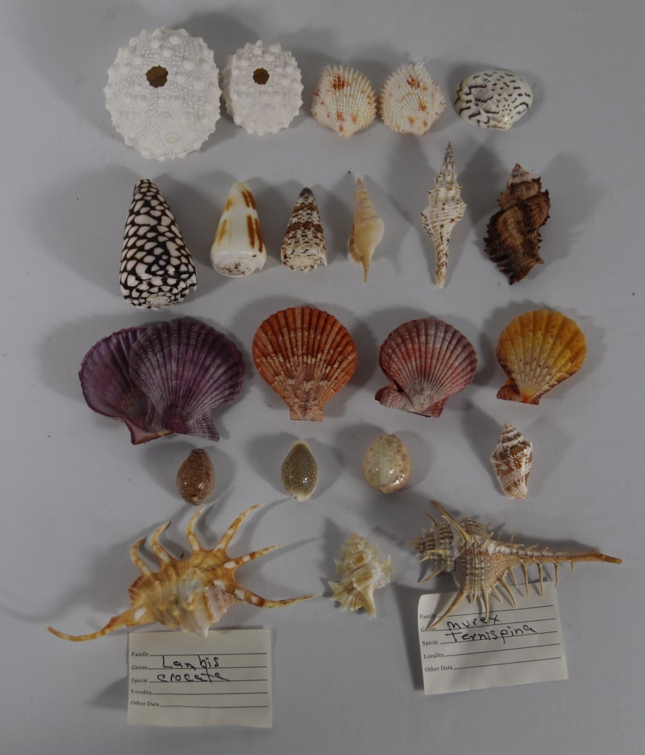 Seashell Specimens: Collection of various seashells including cowrie, urchins, conches, murex ternispina, lambis crocata, scallops and more; From the private collection of a U.S. military officer stationed in the Pacific