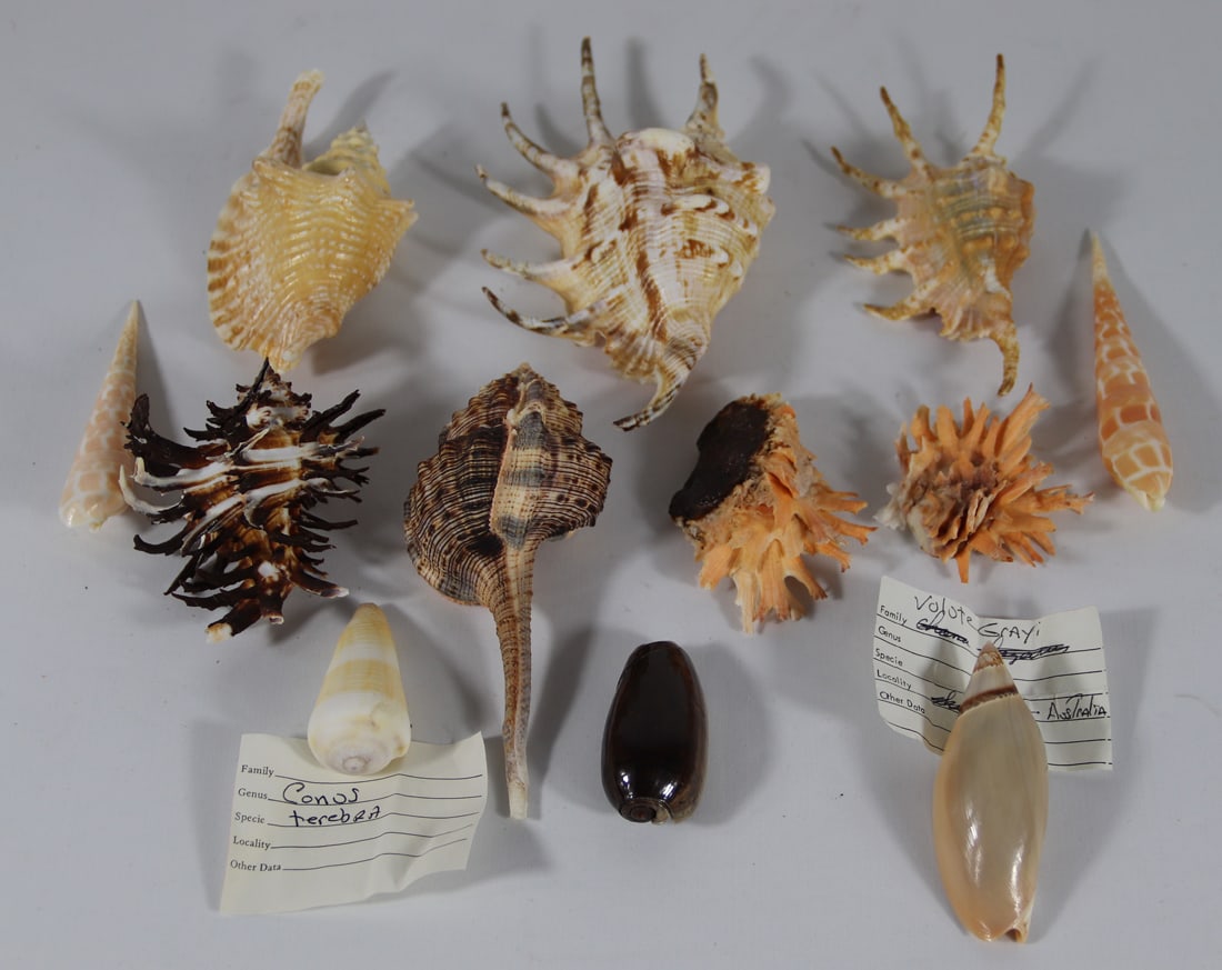 Seashell Specimens (1 of 3)