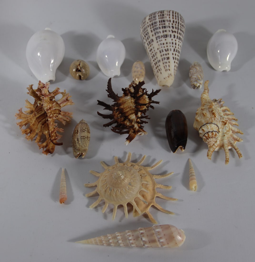 Seashell Specimens (1 of 3)