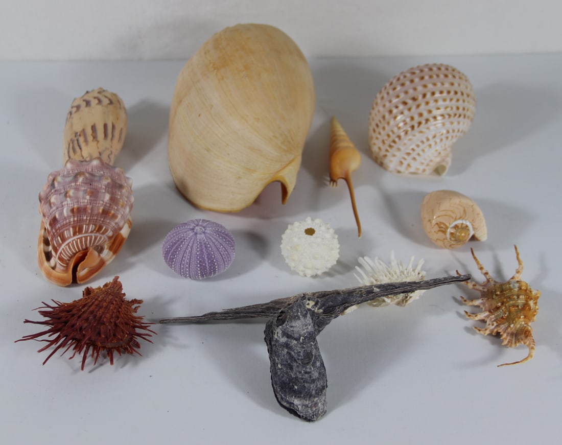 Seashell Specimens (1 of 4)
