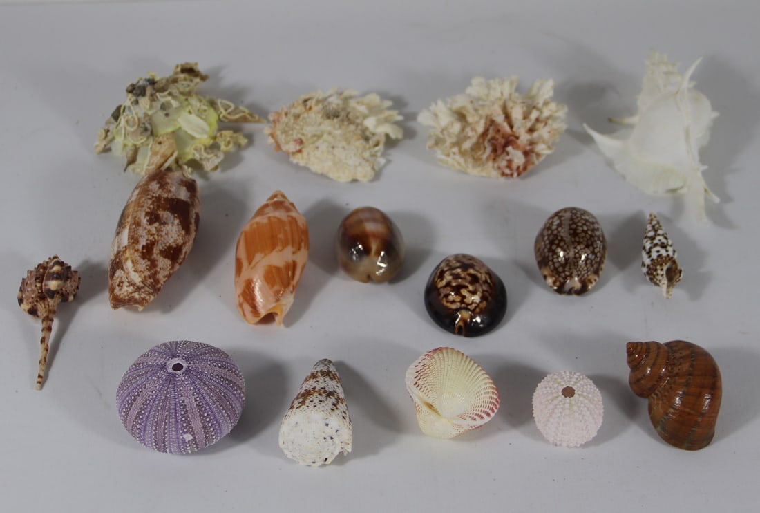 Seashell Specimens: Collection of seashells including conch, cowrie, urchins and more; From the private collection of a U.S. military officer stationed in the Pacific from circa 1960-1980. See photos for size reference