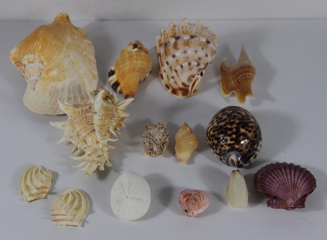 Seashell Specimens: Assortment of seashells including a sand dollar, conch, cowrie, scallop and more; From the private collection of a U.S. military officer stationed in the Pacific from circa 1960-1980. See photos for s