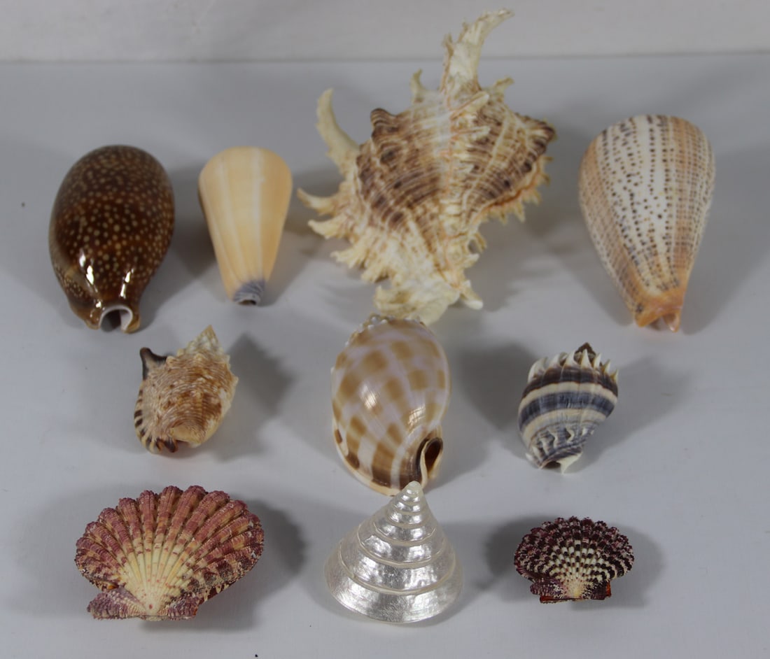 Seashell Specimens: Collection of seashells including scallops, cowrie and more; From the private collection of a U.S. military officer stationed in the Pacific from circa 1960-1980. See photos for size reference