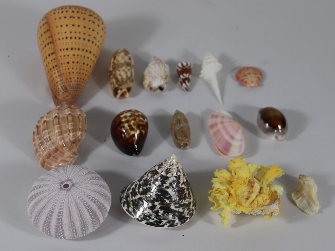 Seashell Specimens (1 of 4)
