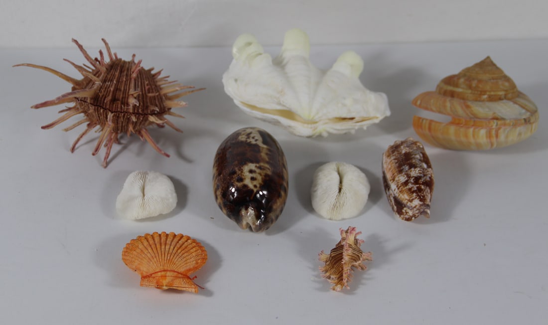 Seashells, Coral (1 of 4)
