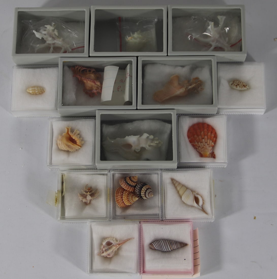 Seashell Specimens (1 of 3)