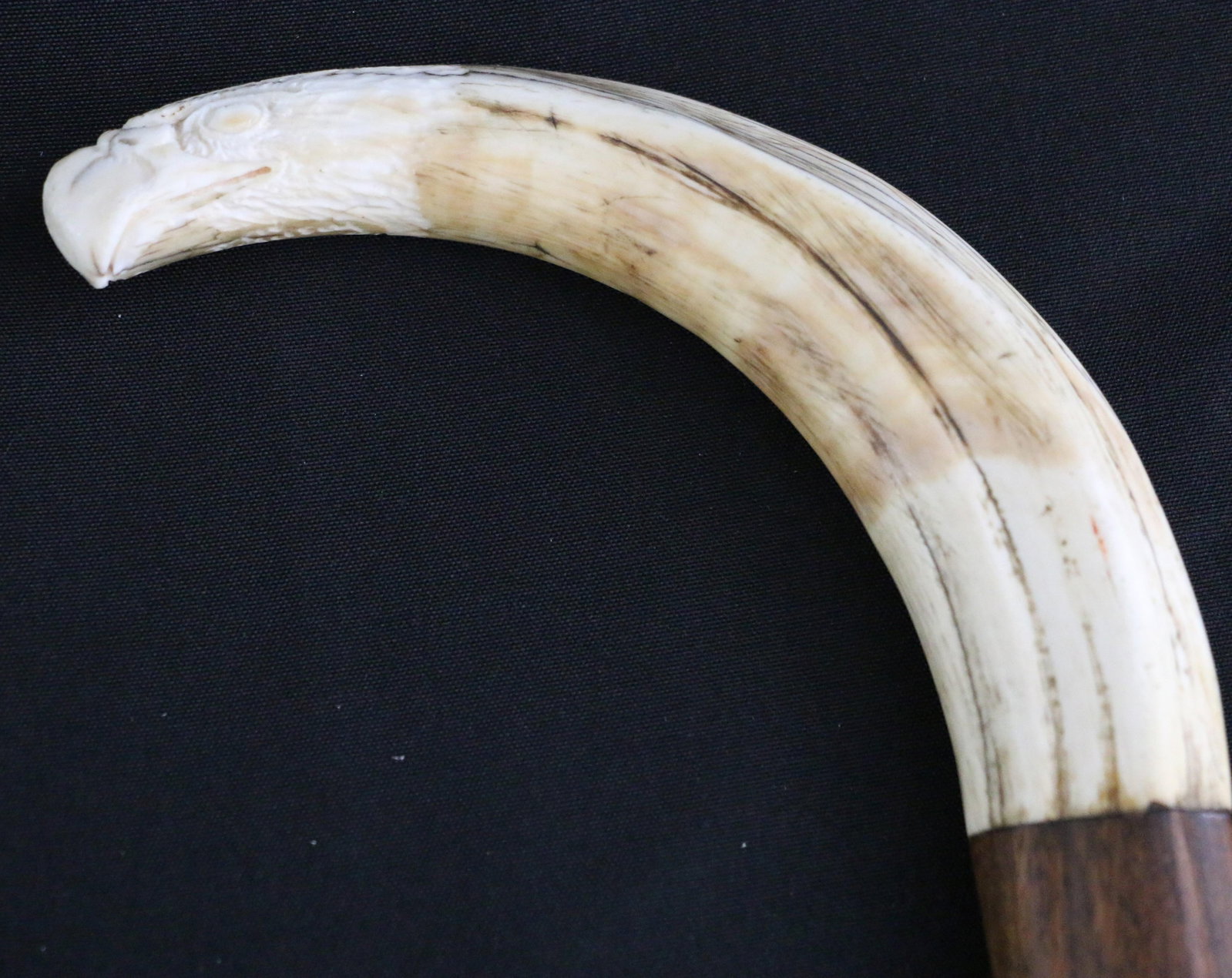 Carved Tusk, Cane: Mastodon tusk carved handle, in the shape of an eagle's head; Walnut shaft with ivory ferrule; Measures approximately H 36 1/2 W 6 inches; Wear commensurate with age. See photos. Pick up in Denver, CO