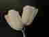 item-130792546=4