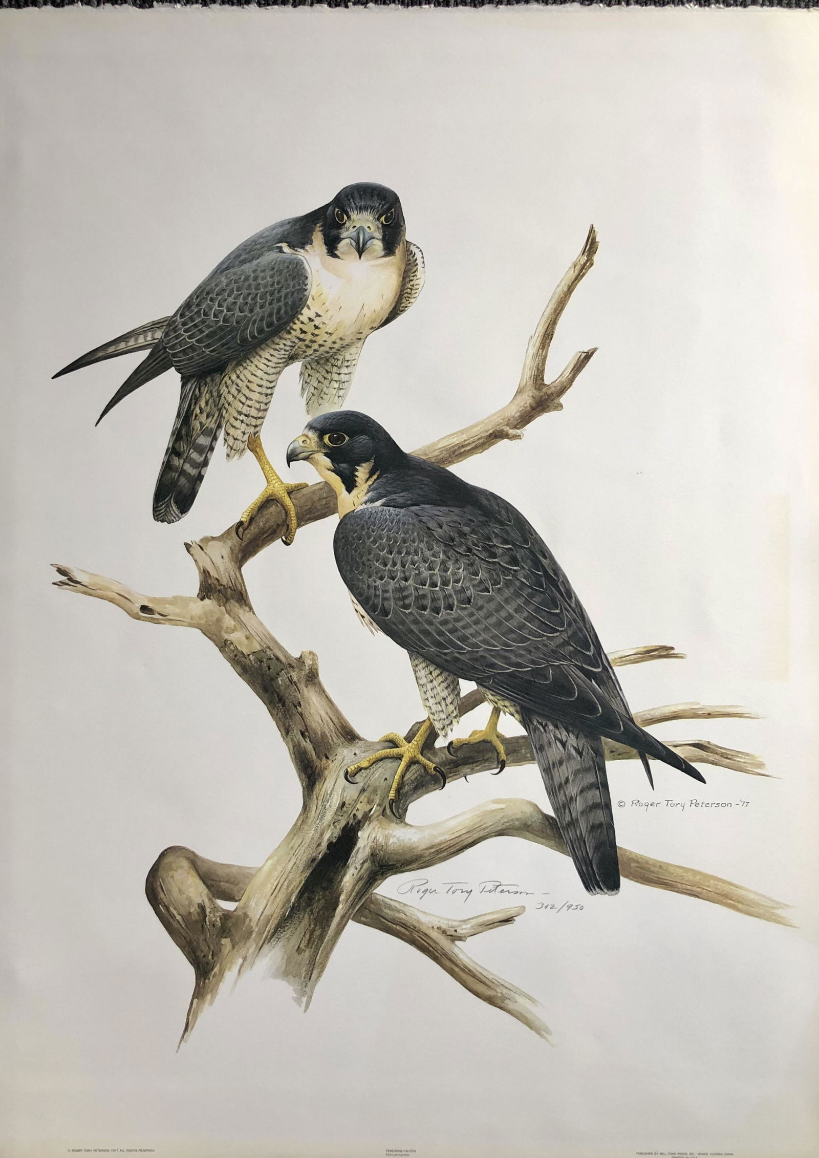 Roger T. Peterson "Peregrine Falcon" Signed Litho LE (1 of 5)
