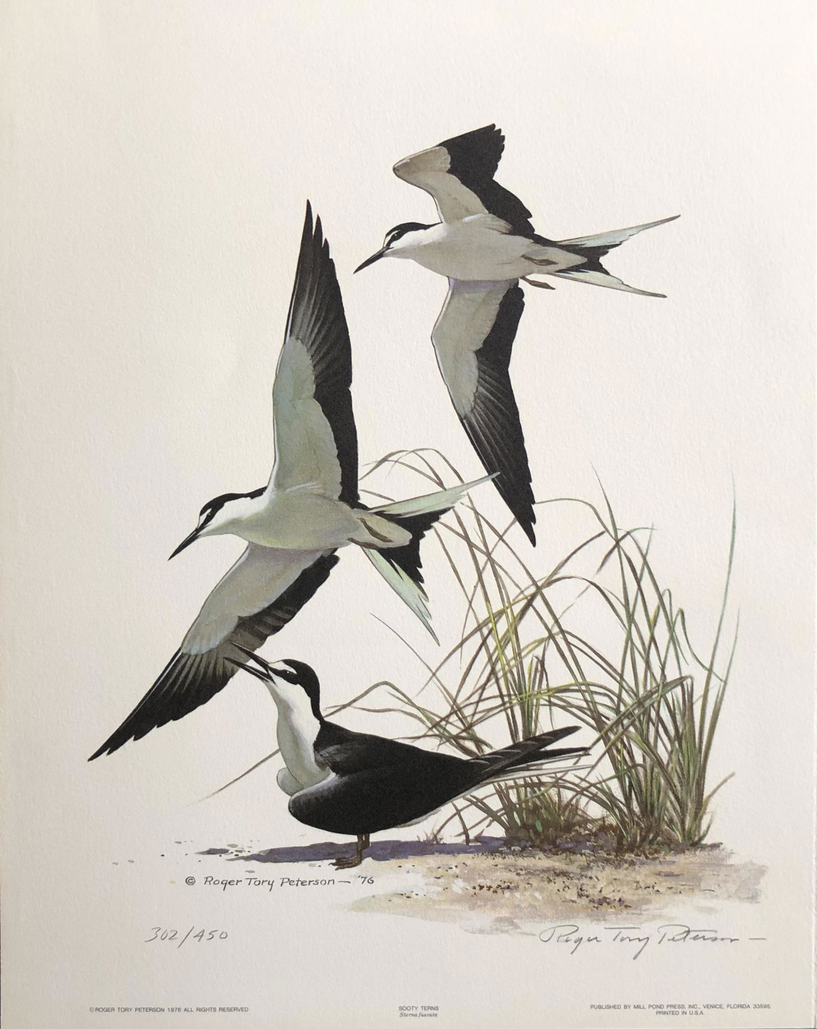 Roger T. Peterson "Soothy Terns" Signed Lithograph LE (1 of 5)