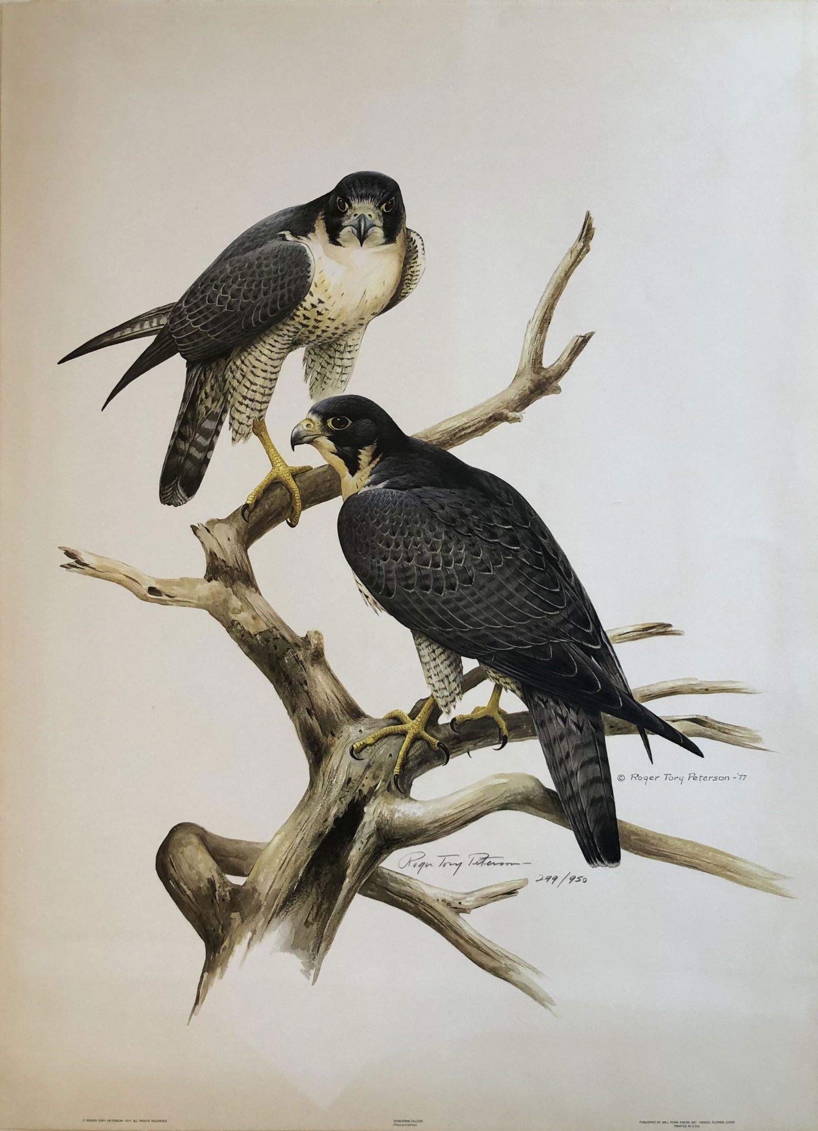 Roger T. Peterson "Peregrine Falcon" Signed Litho LE (1 of 4)