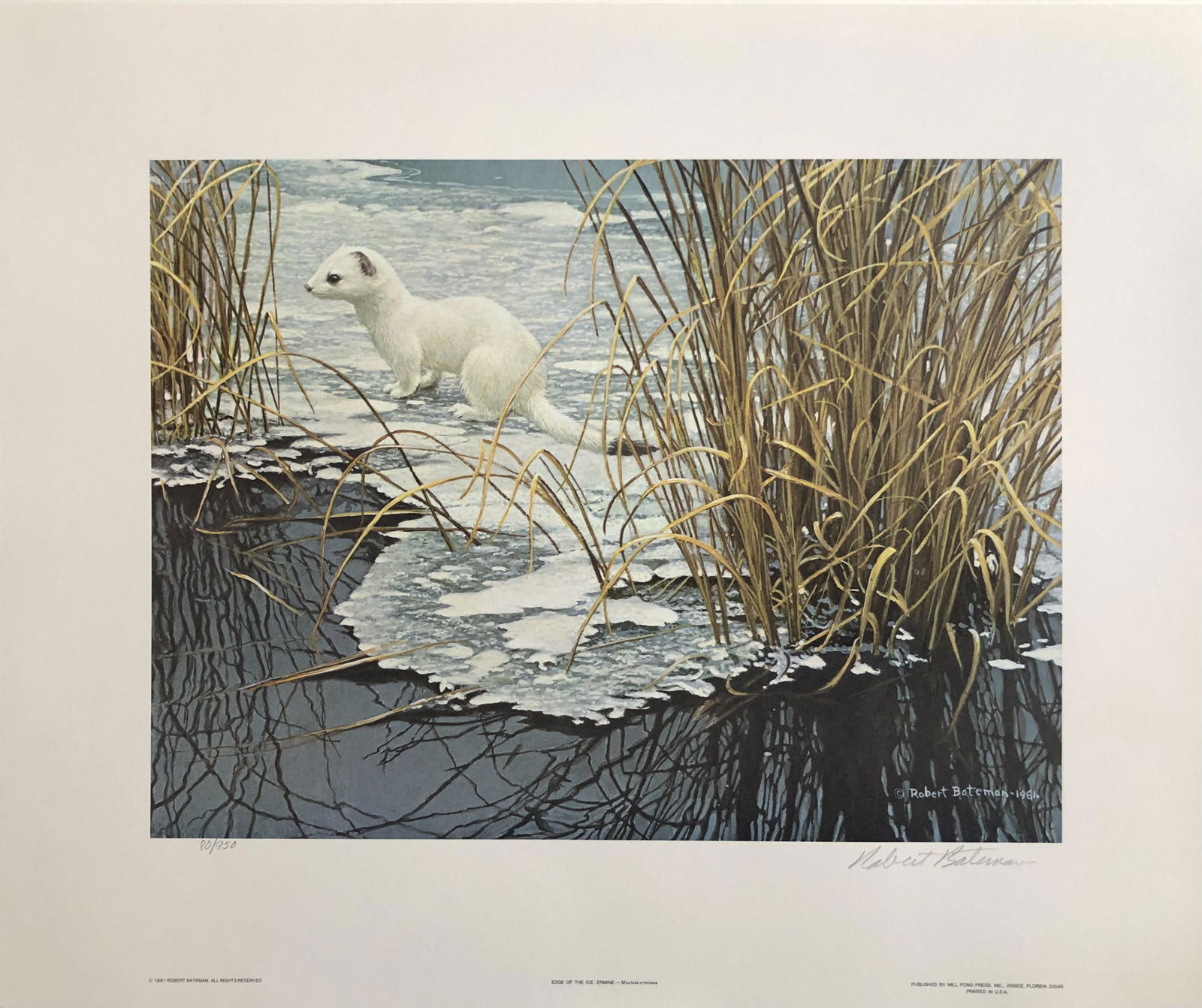 Robert Bateman "Edge of the Ice - Ermine" Signed Lithograph (1 of 5)