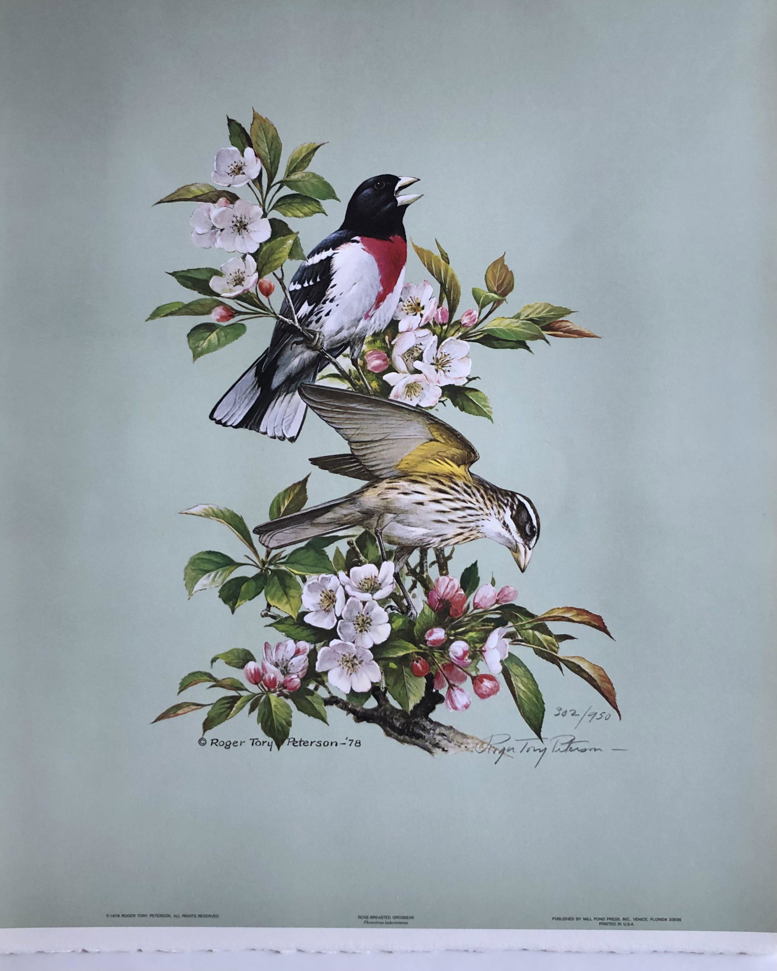 Roger T. Peterson "Rose-Breasted Grosbeak" Signed Litho LE (1 of 6)