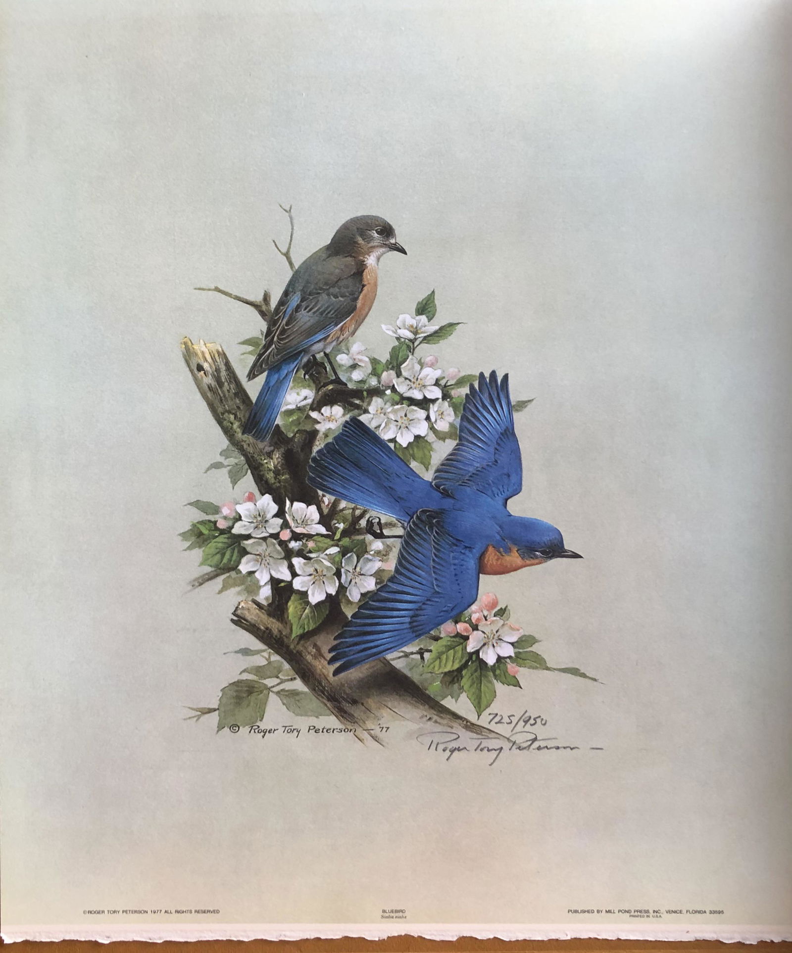 Roger T. Peterson "Bluebird" Signed Lithograph LE (1 of 4)