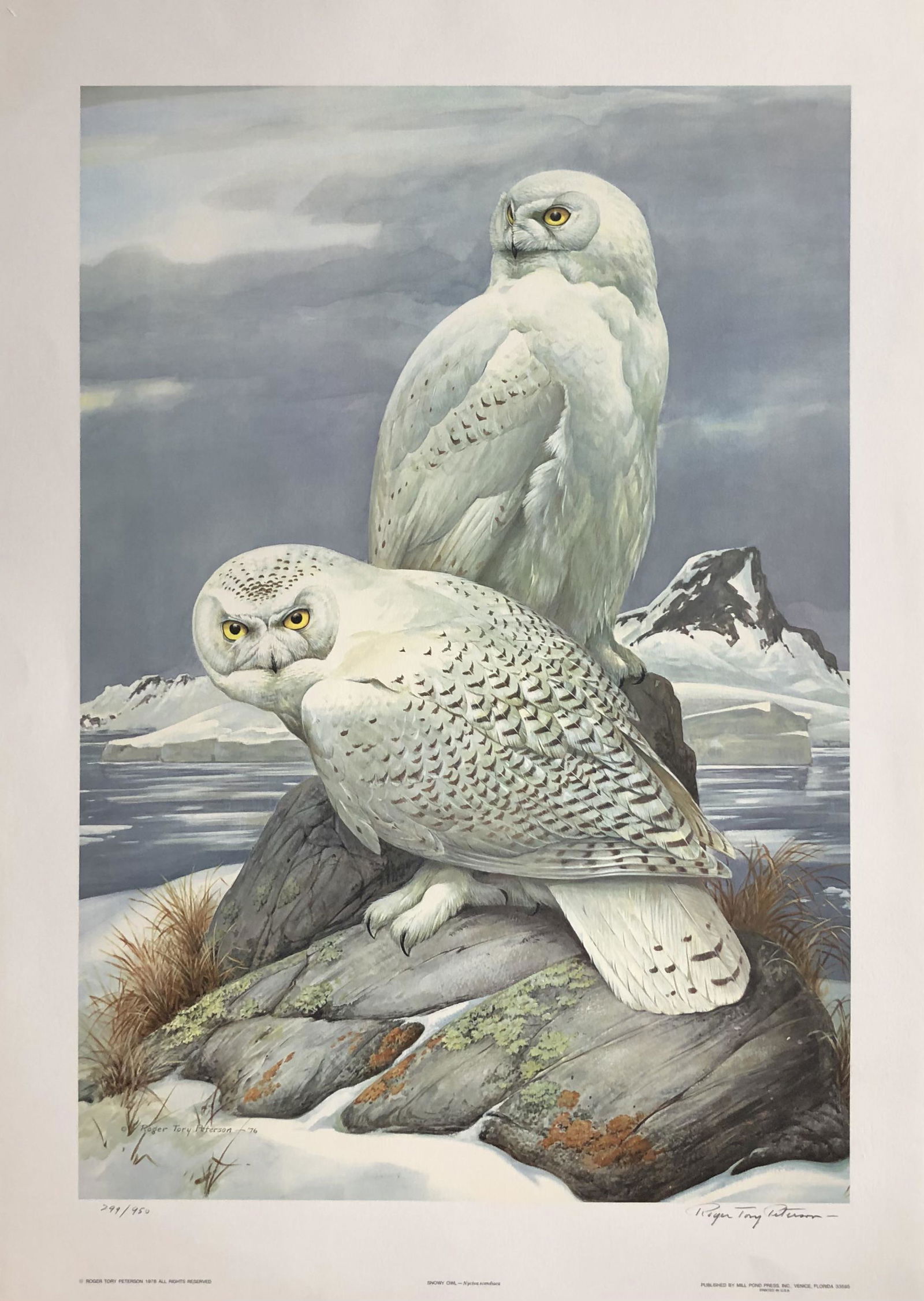 Roger T. Peterson "Snowy Owl" Signed Lithograph LE (1 of 5)