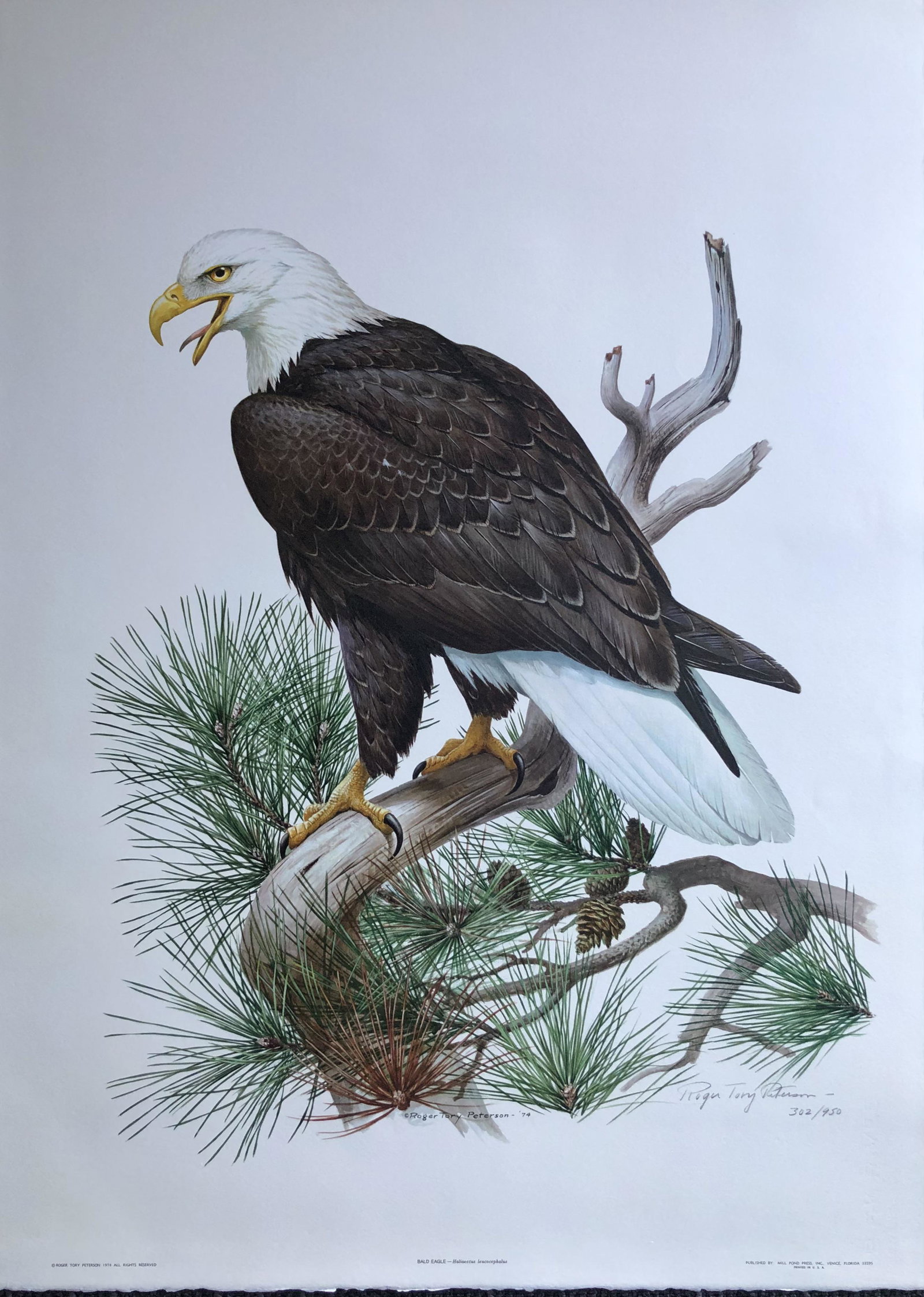 Roger T. Peterson "Bald Eagle" Signed Litho LE (1 of 4)